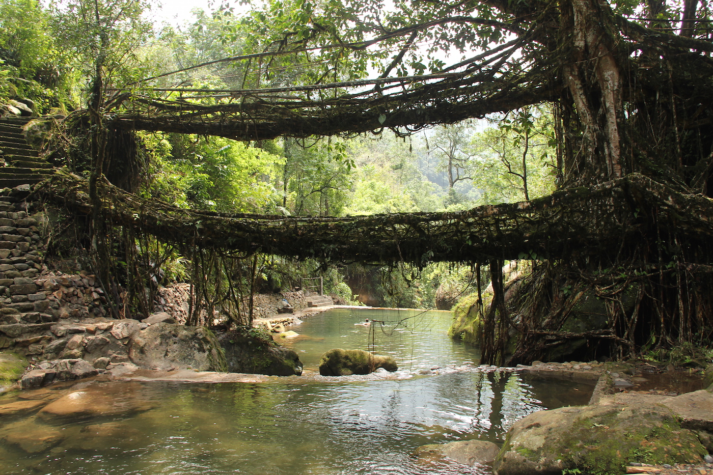 Living Root Bridges, Nongriat village, Meghalaya