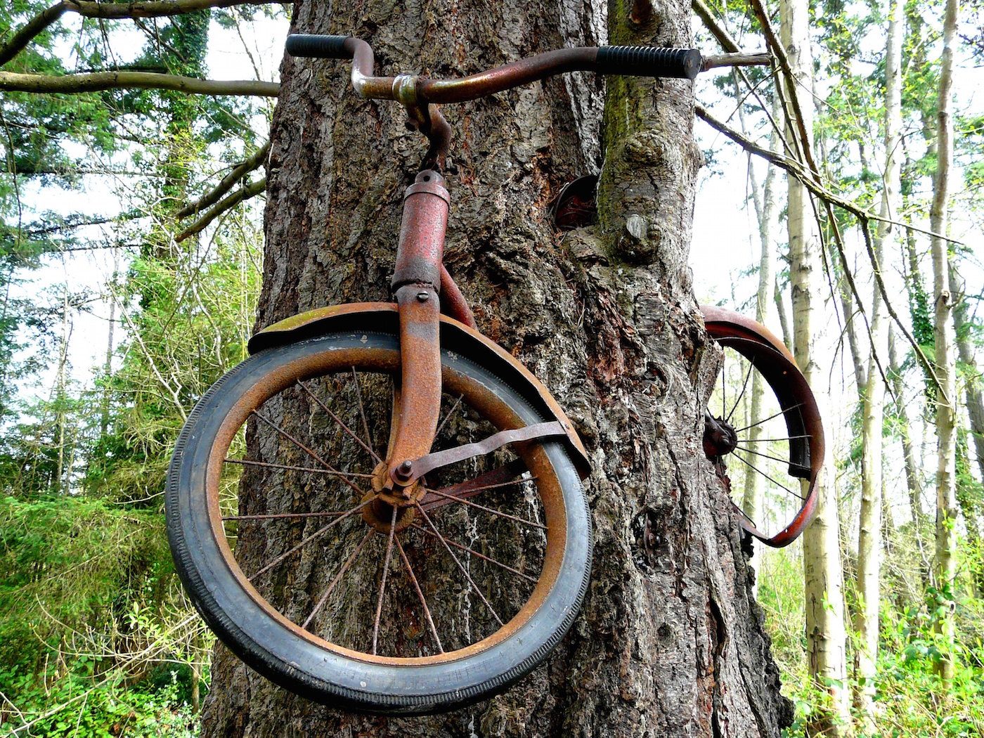 Bike Tree, Vashon Island, India
