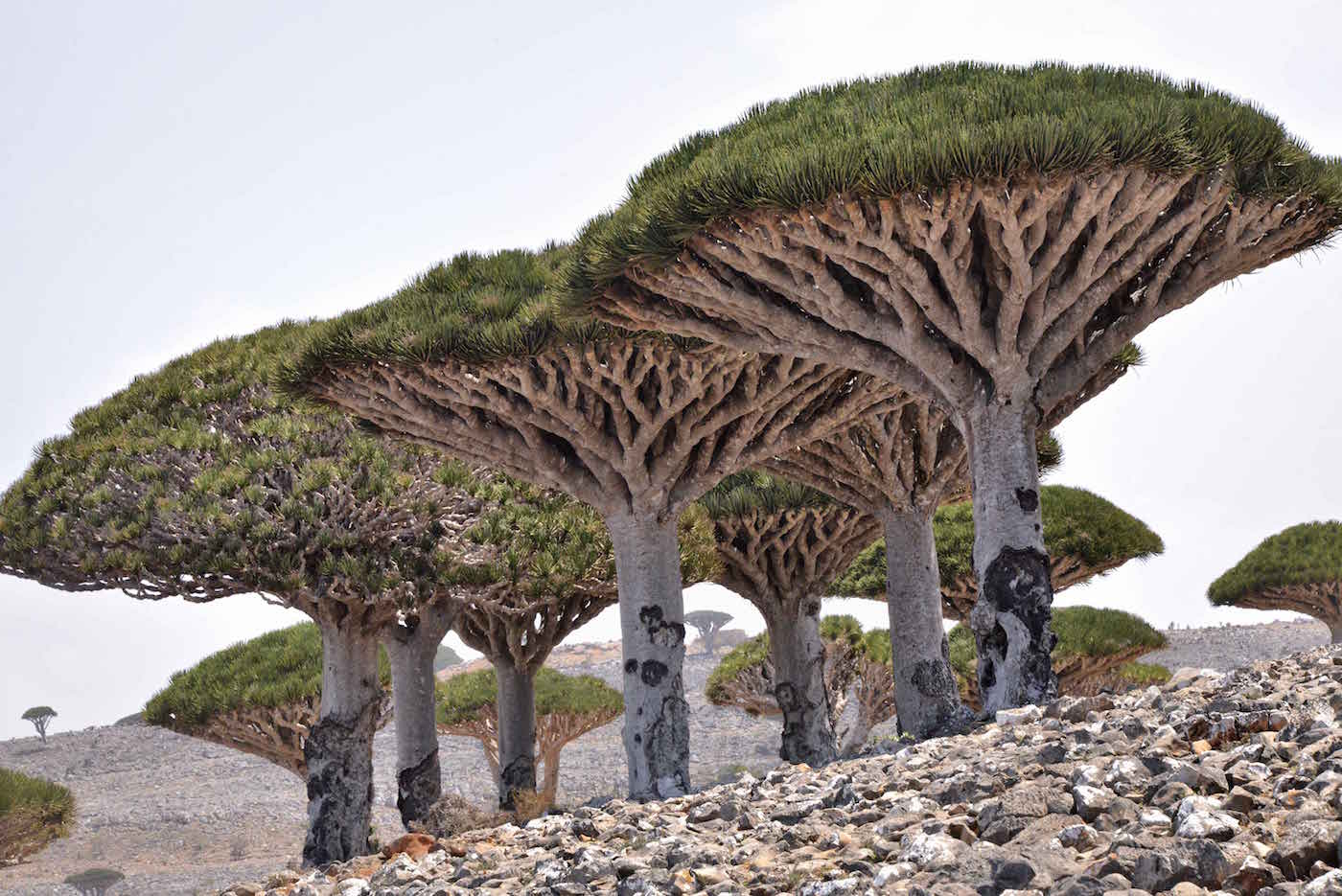 Dragon Blood Trees of Socotra, Yemen