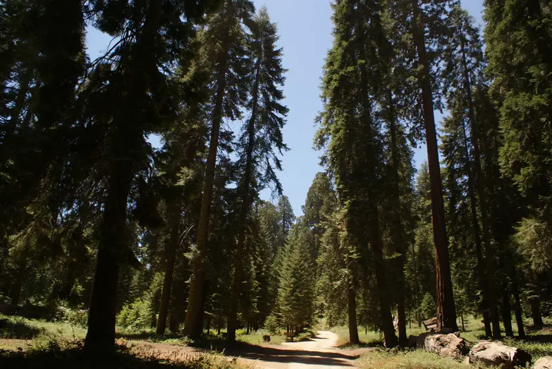 Balch Park, Sequoia National Park, California True Detective season 2 filming locations