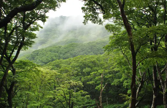 Mount Amagi, Izu Peninsula, Japan