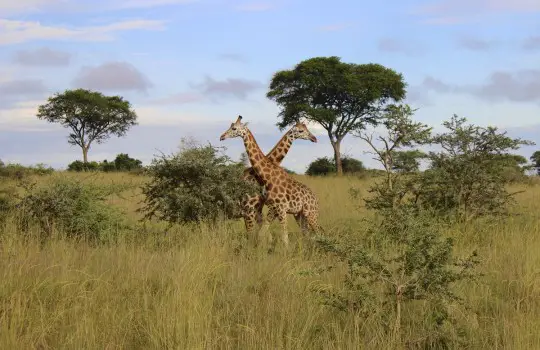 Giraffes in Murchison Falls National Park Uganda