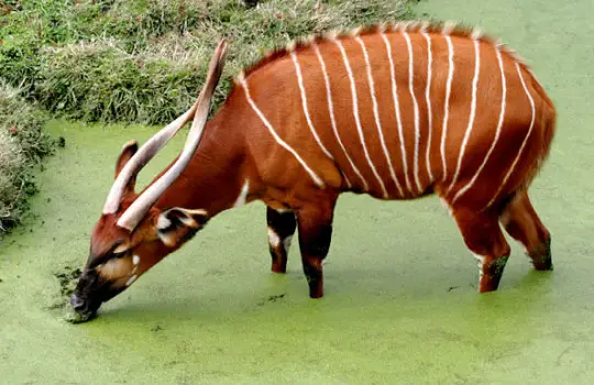 Bongo Antelope Aberdare National Park Kenya