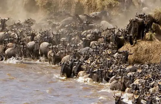 Wildebeest migration Masai Mara Game Park Kenya
