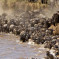 Wildebeest migration Masai Mara Game Park Kenya