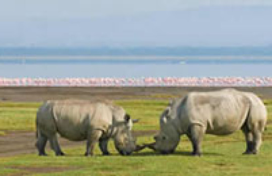 Rhinos in Lake Nakuru National Park Kenya