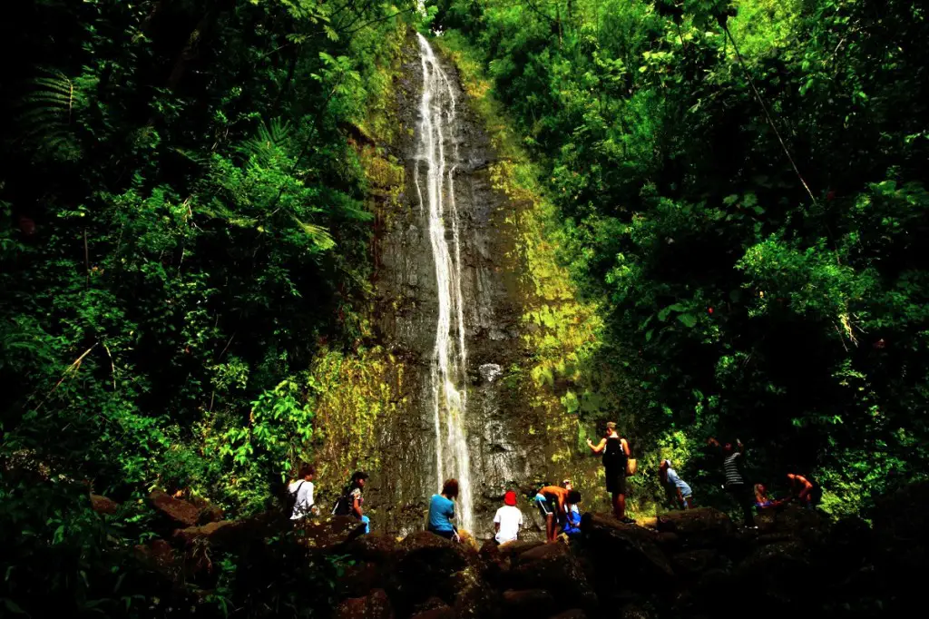 Manoa Falls, Oahu, Hawaii, United States - 3cl