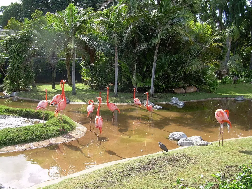 Honolulu Zoo, Hawaii - ErgoSum88