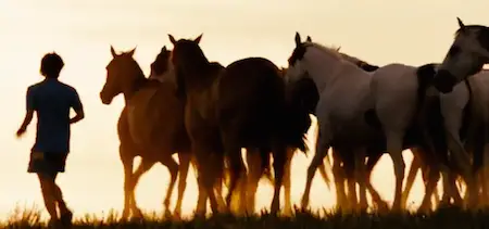 Black Hills Wide Horse Sanctuary, South Dakota (Into the Wild, 2007