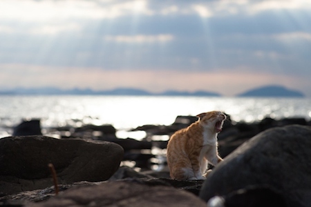 Cat Island, Ainoshima (Fukuoka), Japan