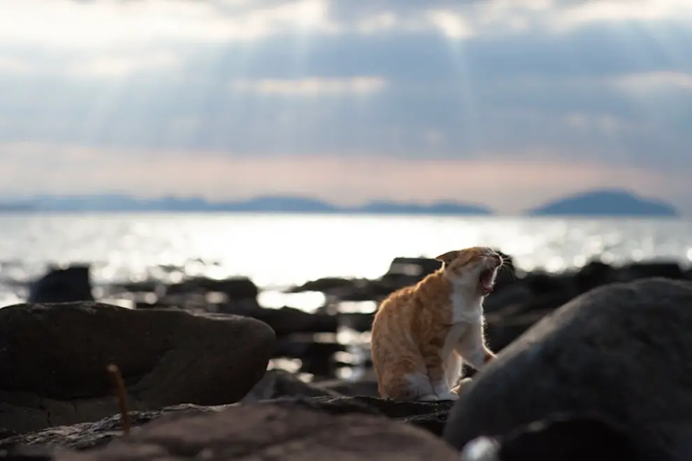 Discover Tashirojima & Ainoshima, Japan’s amazing ‘Cat Islands’