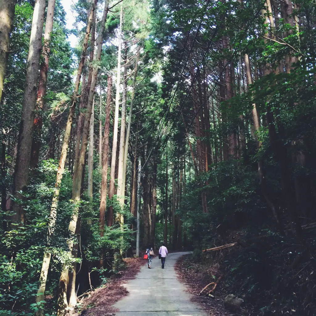 Cypress forest, Izu Peninsula, Japan