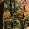 Autumnal foliage in Kamikochi, Japan