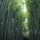 Bamboo forest of Arashiyama Kyoto Japan