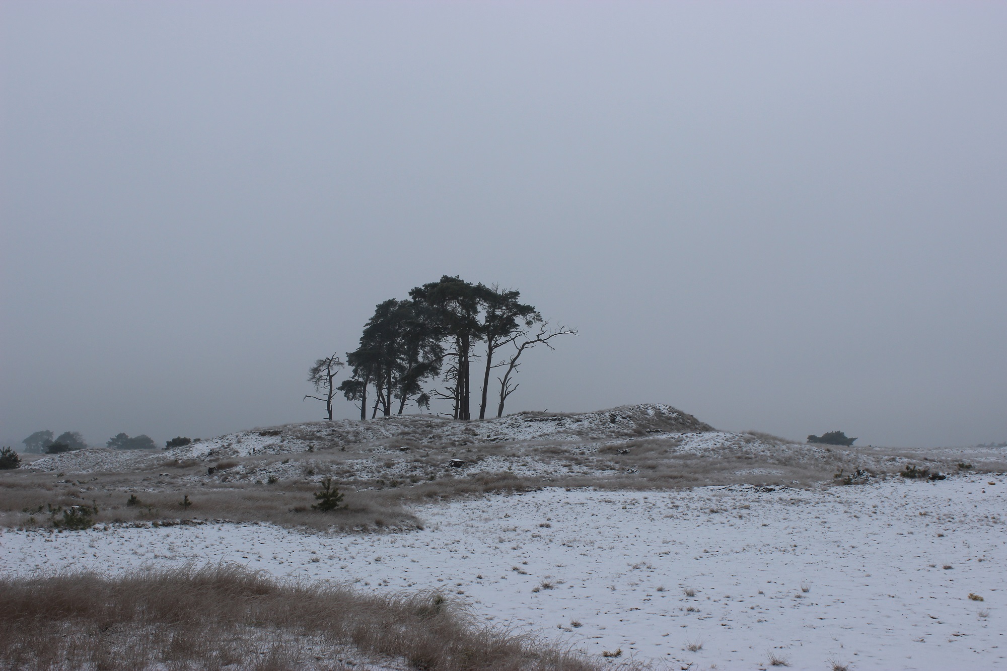 Hoge Veluwe National Park in Winter