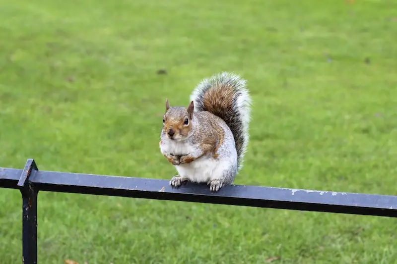 Hyde Park squirrel