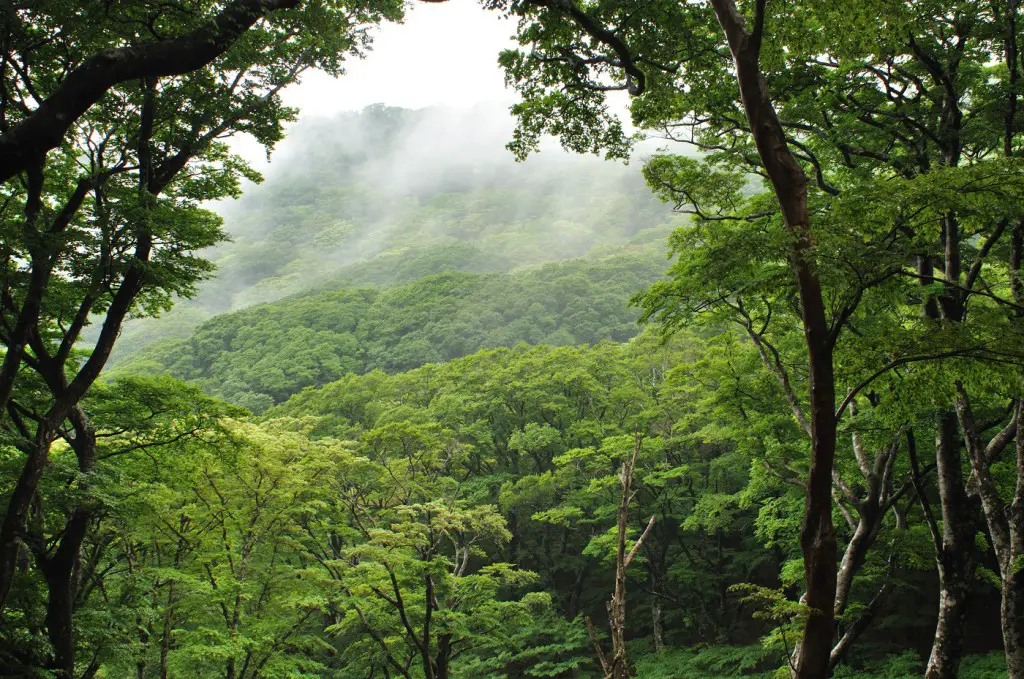 Mount Amagi, Izu Peninsula, Japan