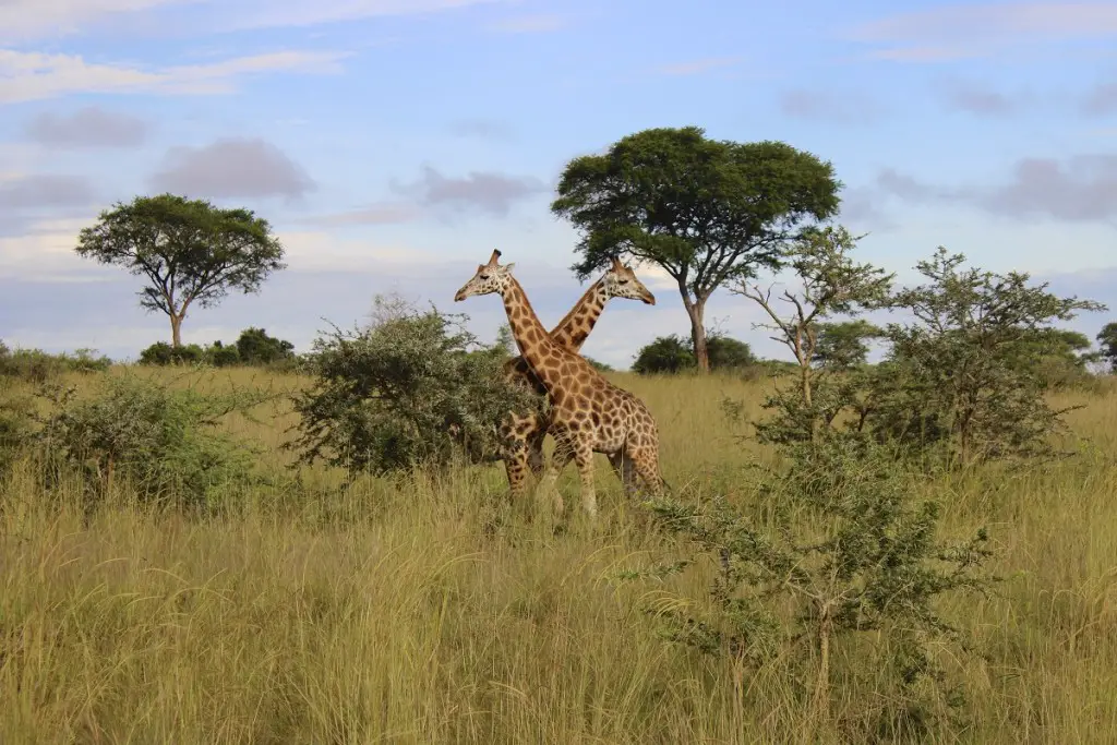 Giraffes in Murchison Falls National Park Uganda