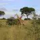 Giraffes in Murchison Falls National Park Uganda