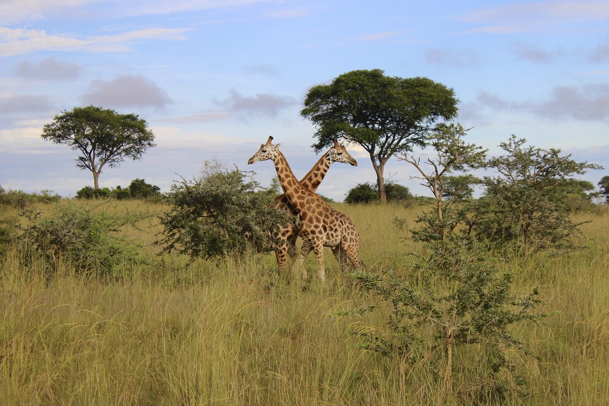 Giraffes in Murchison Falls National Park, Uganda