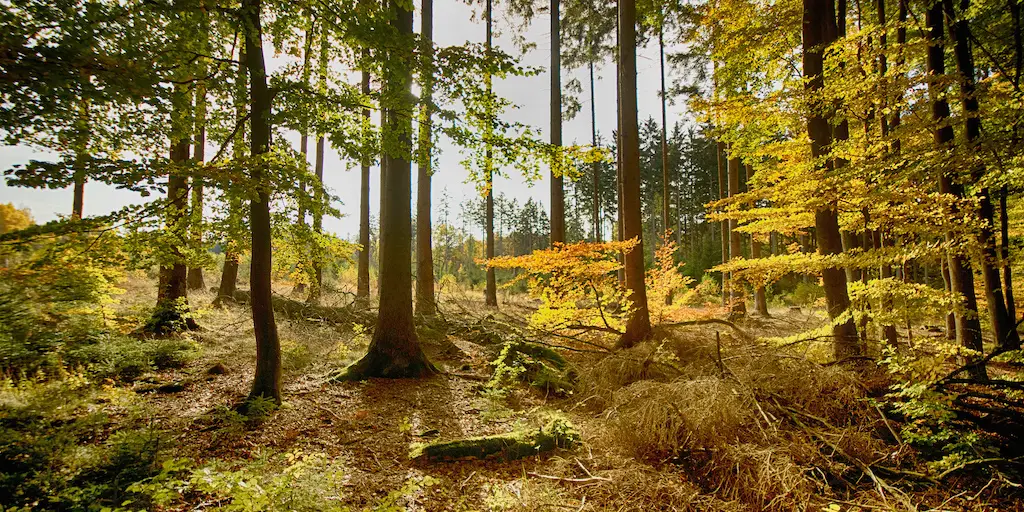 Reinhardswald Sababurg Forrest, Sleeping Beauty, Germany, Fairy Tale Road - LegendaryTrips