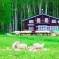 Sheep farm Bifuka Niupu Hokkaido Japan Junitaki A Wild Sheep Chase Haruki Murakami
