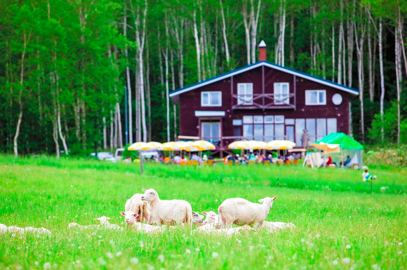 Sheep farm Bifuka Niupu Hokkaido Japan Junitaki A Wild Sheep Chase Haruki Murakami