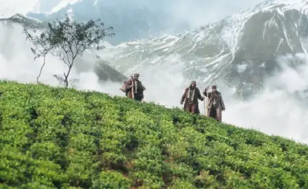 Tea fields in The Way Back, Darjeeling, India